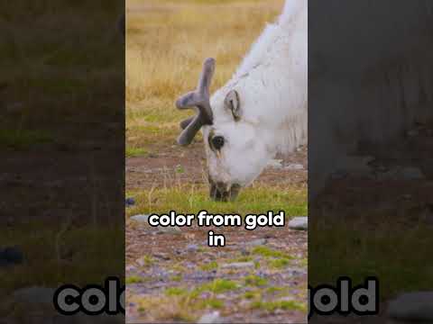 Reindeer Revelations: Unveiling the Arctic's Best-Kept Secrets