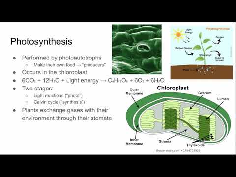 AP Biology Review Unit 6: Cellular Respiration & Photosynthesis