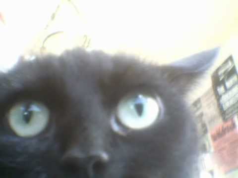 3y3b4ll - Black Cat Chillin 2