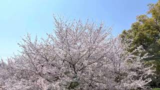 【下関市】火の山公園の桜