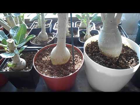 Адениум: сеянцам один месяц. Планы на весну