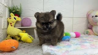 ハーフ犬の動画01