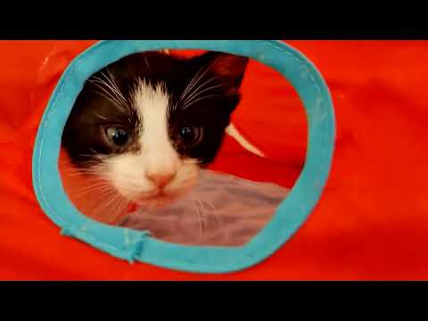 Kitten Closeup 2023-03-27