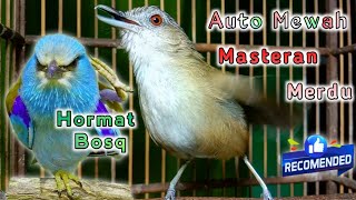 Download lagu merdu suara masteran pelanduk semak auto mewah dilapangan lomba mp3 Download lagu merdu suara masteran pelanduk semak auto mewah dilapangan lomba mp3