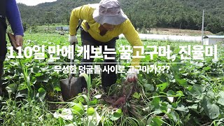 고구마 한 번 캐보았습니다. 꿀 고구마, 밤고구마(진율미)
