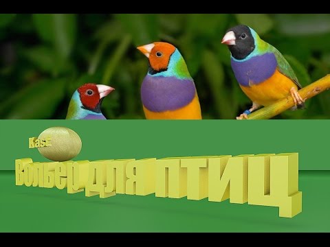 вольер для певчих птиц часть 1