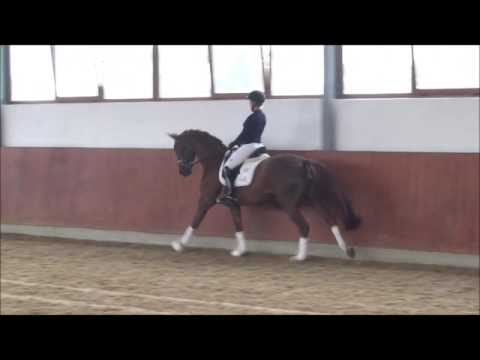 Lot 11 Blandina - Addington Elite Sale 3rd December 2016