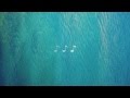 Mark Ronson - Daffodils ft. Kevin Parker Lyrics ...