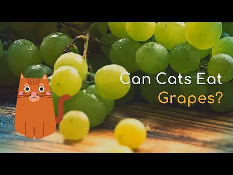 Can Cats Eat Grapes | Good Treat or a Bad Idea