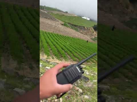 Fumigando zanahoria triunfo Pueblo Llano Estado Merida Venezuela