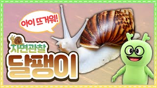 자연관찰 달팽이ㅣ규리야, 너무 뜨거워!ㅣ자연관찰ㅣ곤충백과ㅣ곤충도감ㅣsnail