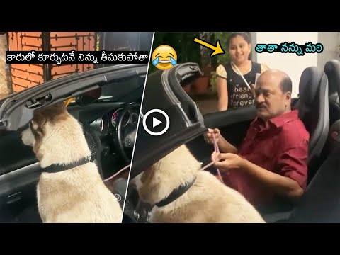 Actor Rajendra Prasad Making Fun With His Dog Maya   Latest Video