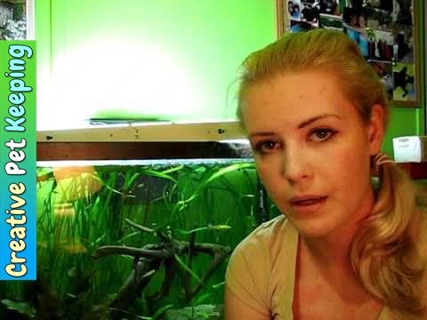 FAQ about keeping betta fish in a community tank