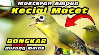 Download lagu Masteran Kecial Macet  #kecialkuninggacor #kecialkuning #kecialkombok mp3