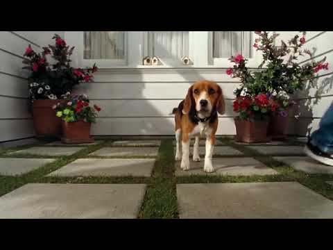 Cats and dogs Tamil movie clip