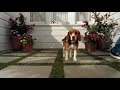 Cats And Dogs Tamil Movie Clip