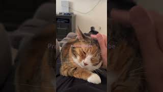 Pretty Kitty Subscribe #cats #catshorts