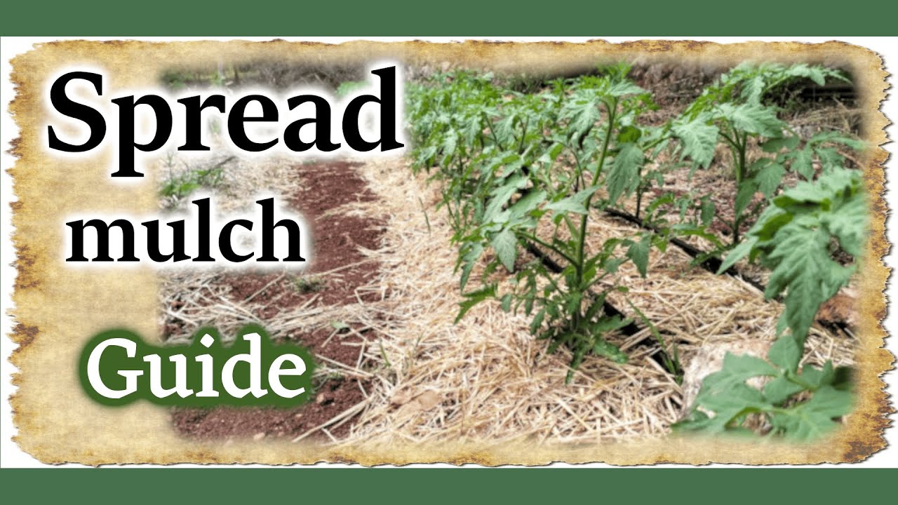 Mulching - Spread mulch - Quick start guide - Benjis seeds