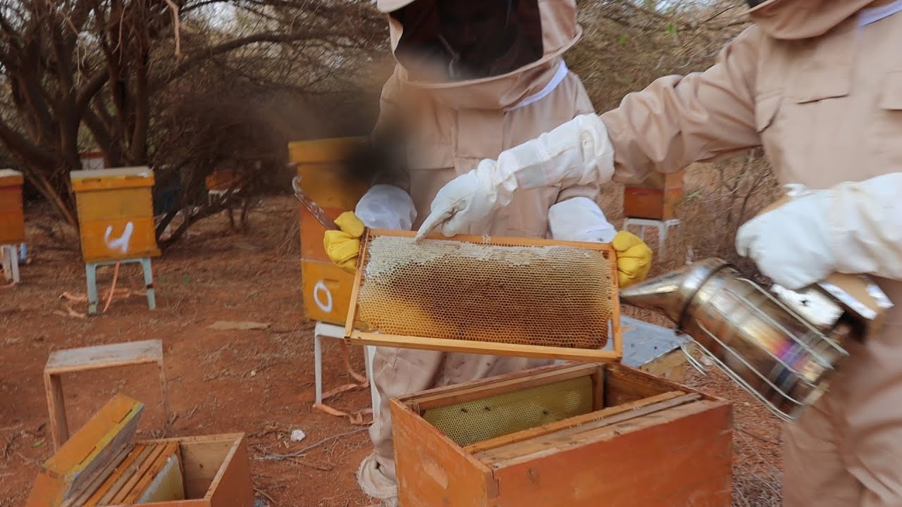 Habka Adag ee loo soo saaro Malabka Shinida.