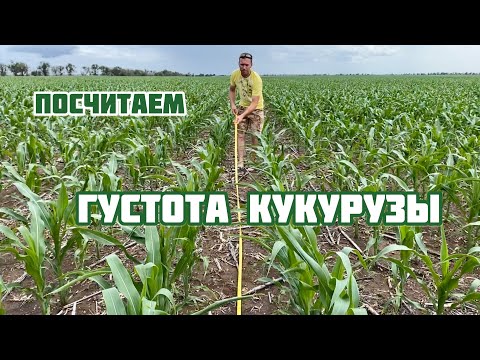 Считаем густоту кукурузы