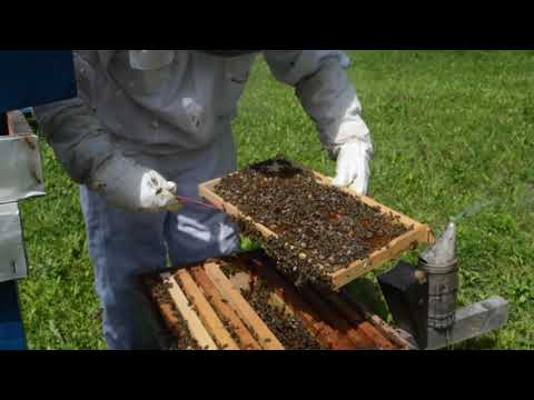 PČELARSTVO - KONTROLA UNOSA POSAVINA (bagremova paša) 30.05.2021