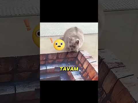 como brincar com Seu pet 😍#gatos #matheuslucas #curiosidades #criatividades #criatividade