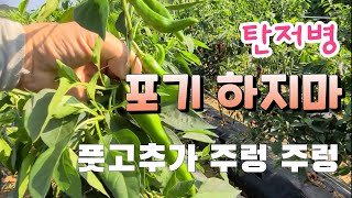 풋고추가 주렁주렁   탄저병 포기하지마!!  풋고추도 비싸다 고추 삭히는 용도로