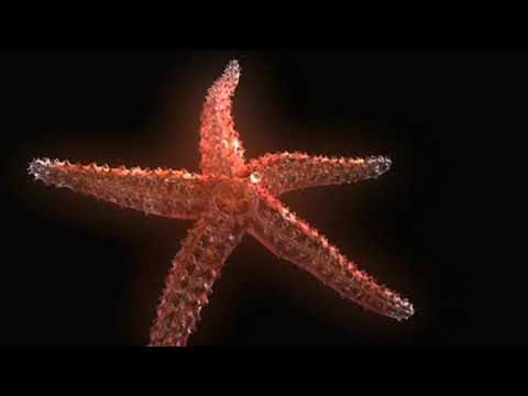 Echinoderm Animation - Sea Star Body Plan