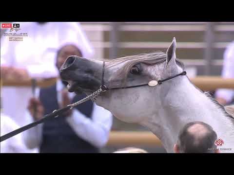 N 322 LAMY AL SHAQAB   23rd Qatar National Arabian Horse Show   Colts 2 Years Old Class 7B