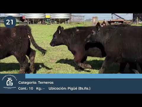 Lote TERNERAS P.C. - Pigüe Bs As