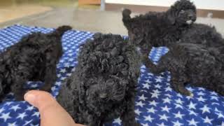 Video preview image #1 Poodle (Miniature) Puppy For Sale in KIRKWOOD, PA, USA