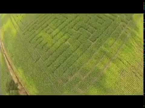 Drone video van maïsdoolhof in Halsteren