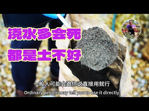 种花浇水多会死 配土非常重要哦 万能配土新配方 园艺篇669