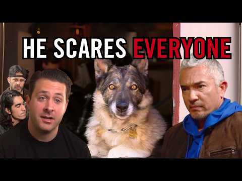 How I Stopped German Shepherd Mix From Biting Everyone Around Him | Cesar 911