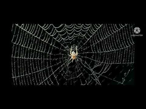 pacific junction: Arei