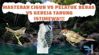 Download lagu Masteran Mantabb Pelatuk Beras vs Cigun vs Burung ... mp3