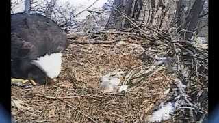 preview picture of video 'Decorah, Iowa, 28 March 2015, 13:16  A snack for the eaglet.'