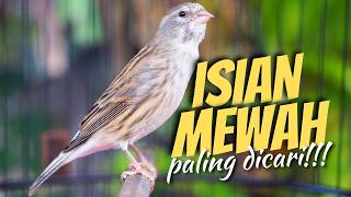 Download lagu Materi Lomba Paling Dicari - Masteran Kenari Isian Blackthroat Gacor Favorite Juri Lomba mp3