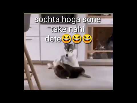 funny cat##funny #comedy