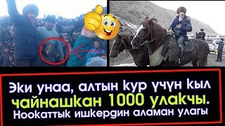 Эки унаа, АЛТЫН кур үчүн кыл чайнашкан Ноокаттагы УЛАК | Көк Бөрү | Акыркы Кабарлар