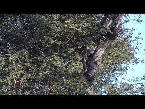 Djuma: Vervet Monkey in tree - 15:01 - 04/27/21