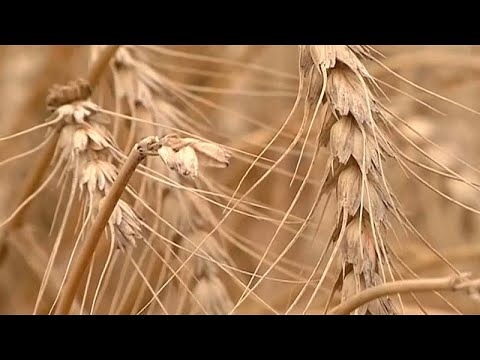 Weltweite Getreideernte deckt nicht den Bedarf