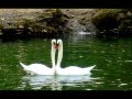 Два белых лебедя - В. Захаров / И. Кистин 