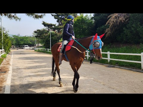 어느 애마가 우승하려나?/3살에 주행심사 보는 이유/게이트번호 안쪽이니 좋다/발주 진입은 늦게 들어갈수록 좋다/