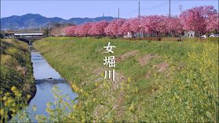 Onnahori River Sakura video preview