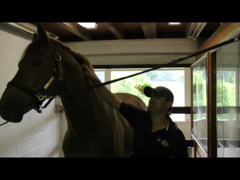 UB40  - Home at Iron Spring Farm