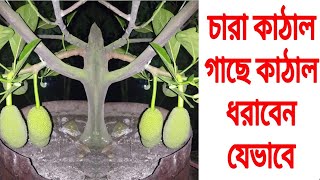 ছাদ ‍কৃষিঃ কাঠাল