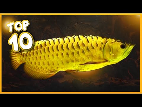 Top 10 Best Arowana Variety in the World