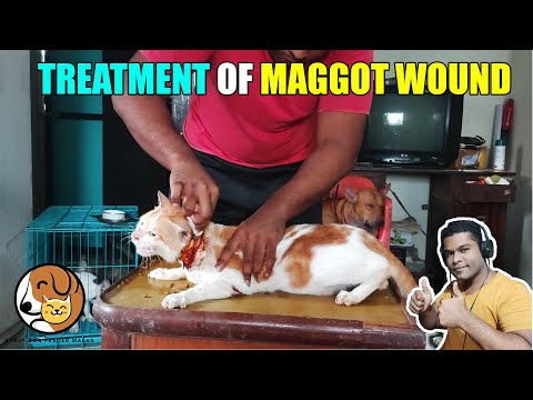 HOW TO TREAT A MAGGOT WOUND?|TREATMENT OF CAT|#1