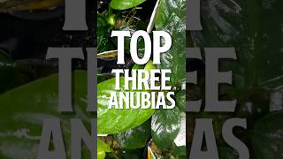 Download lagu Top Three Anubias | Easy Freshwater Aquarium Plants mp3